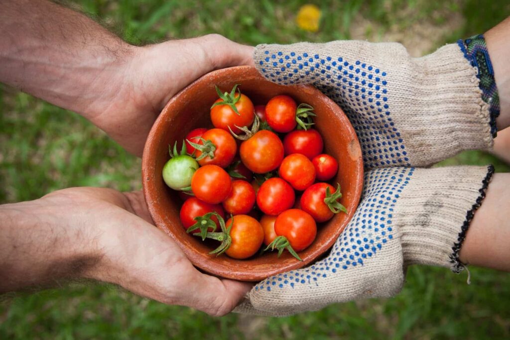 Morangos orgânicos nas mãos dos produtores, uma boa exemplificação do termo foodtech.
